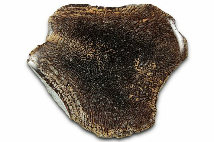 Cut and Polished Fossil Mosasaur Vertebra - Texas #350902